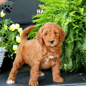 Alisha, Goldendoodle Puppy