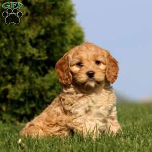 Alisha, Cockapoo Puppy