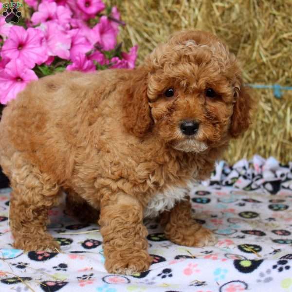 Allen, Cockapoo Puppy