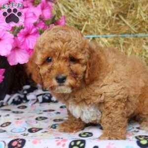 Allen, Cockapoo Puppy