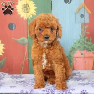 Allen, Miniature Poodle Puppy