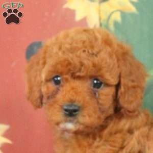 Allen, Miniature Poodle Puppy