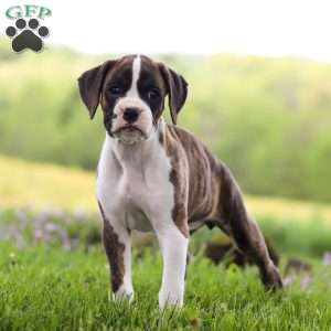 Allie, Boxer Puppy