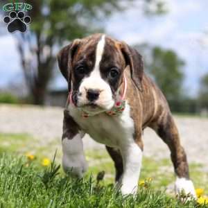 Allie, Boxer Puppy