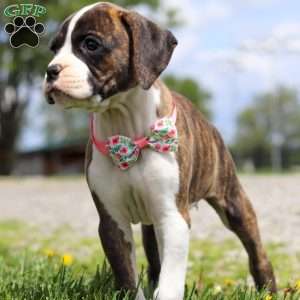 Allie, Boxer Puppy