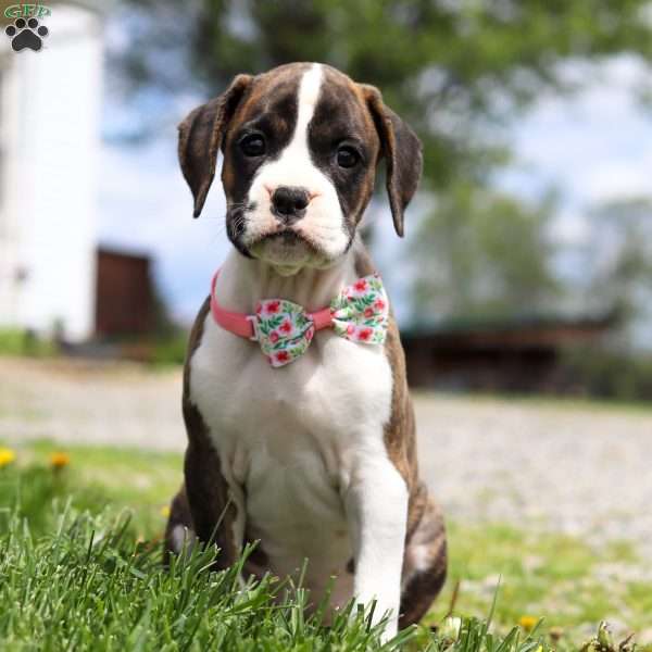 Allie, Boxer Puppy