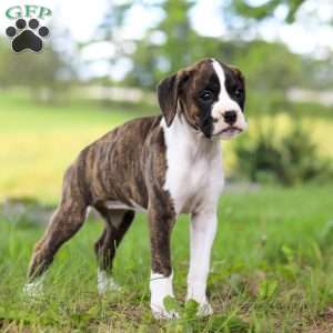 Allie, Boxer Puppy