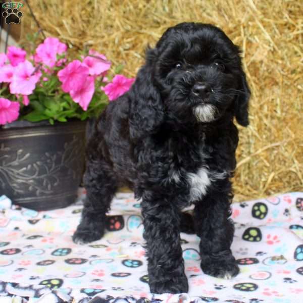Allie, Cockapoo Puppy