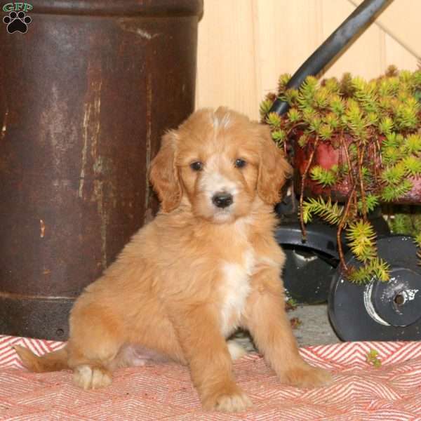 Allie, Goldendoodle Puppy