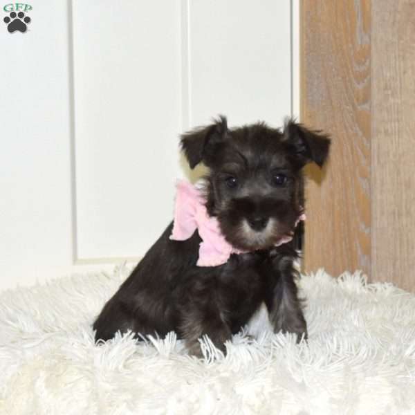 Allie, Miniature Schnauzer Puppy