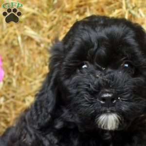 Allie, Cockapoo Puppy