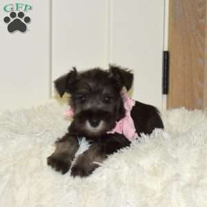 Allie, Miniature Schnauzer Puppy