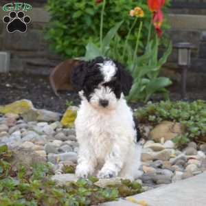 Allie, Toy Poodle Puppy