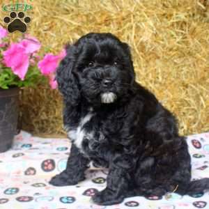 Allie, Cockapoo Puppy