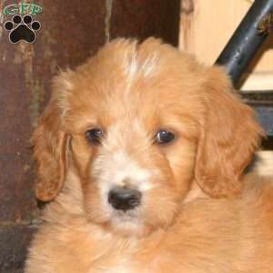 Allie, Goldendoodle Puppy