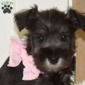Allie, Miniature Schnauzer Puppy