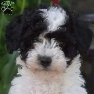 Allie, Toy Poodle Puppy