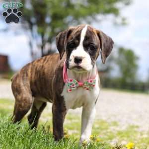 Allie, Boxer Puppy