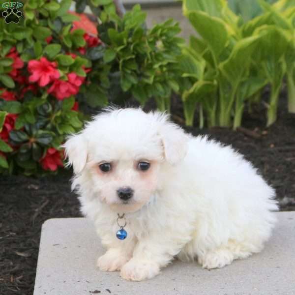 Allison, Bichon Frise Puppy