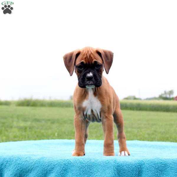 Almond Joy, Boxer Puppy