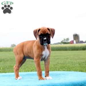 Almond Joy, Boxer Puppy