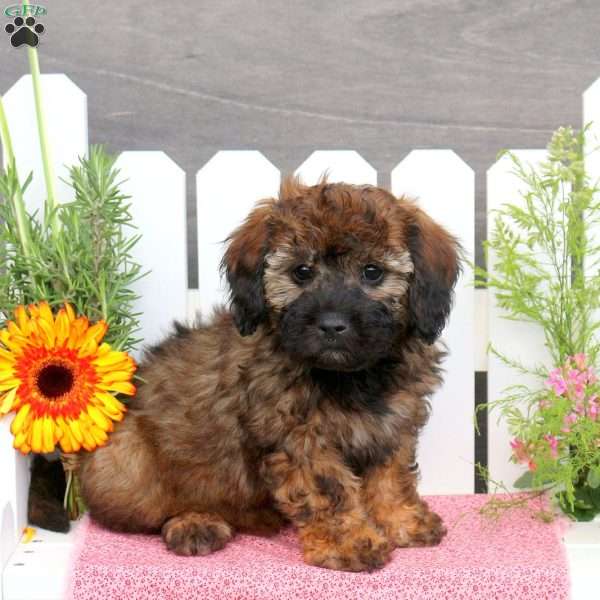 Alyssa, Toy Poodle Mix Puppy