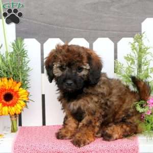 Alyssa, Toy Poodle Mix Puppy