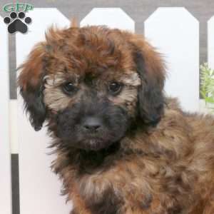 Alyssa, Toy Poodle Mix Puppy