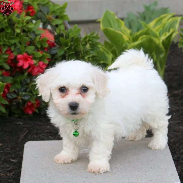 Amanda, Bichon Frise Puppy