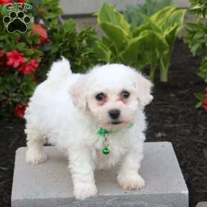 Amanda, Bichon Frise Puppy