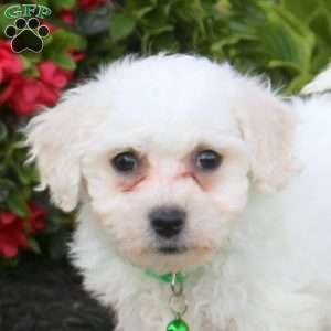 Amanda, Bichon Frise Puppy
