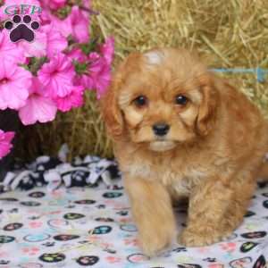 Cockapoo Puppies for Sale - Greenfield Puppies