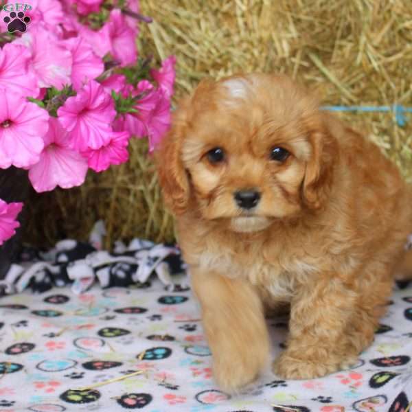 Amber, Cockapoo Puppy
