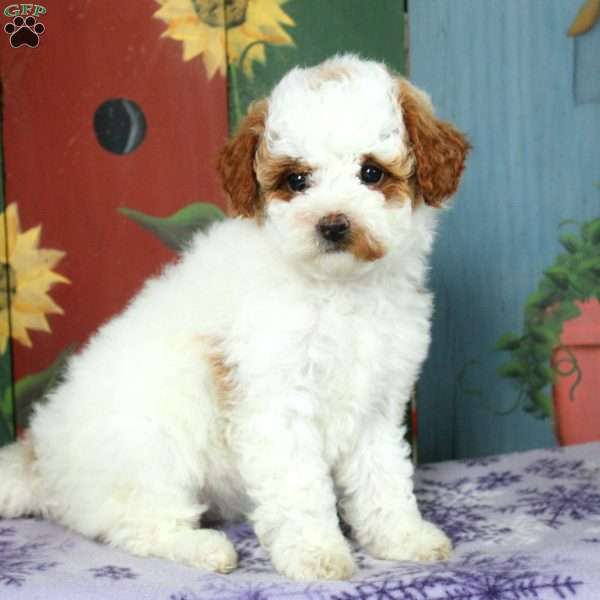 Amber, Miniature Poodle Puppy
