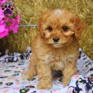 Amber, Cockapoo Puppy