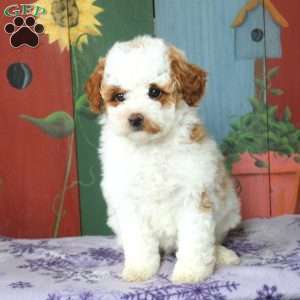 Amber, Miniature Poodle Puppy