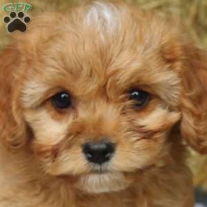 Amber, Cockapoo Puppy