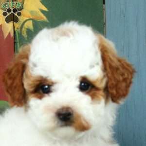 Amber, Miniature Poodle Puppy
