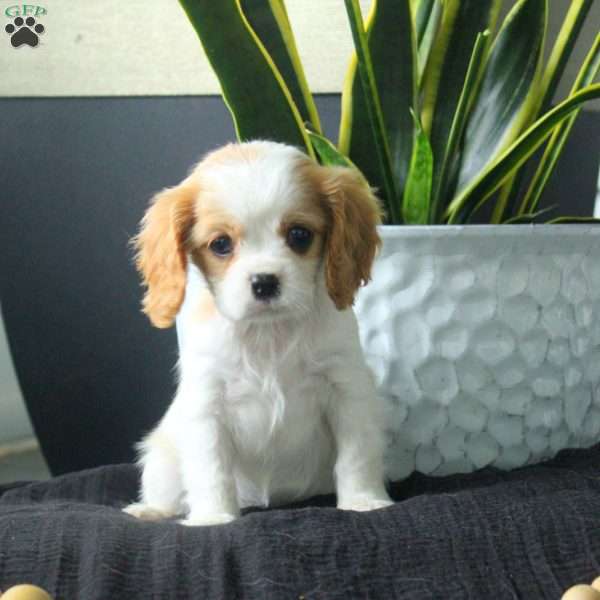 Amber, Cavalier King Charles Spaniel Puppy
