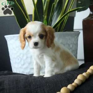 Amber, Cavalier King Charles Spaniel Puppy