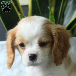 Amber, Cavalier King Charles Spaniel Puppy