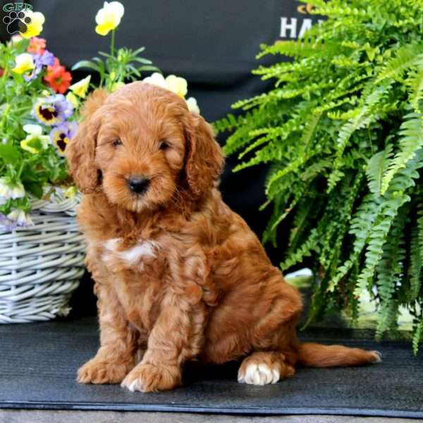 Amber, Mini Goldendoodle Puppy