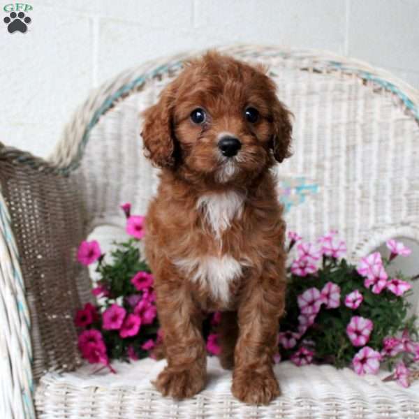 Amber, Cavapoo Puppy