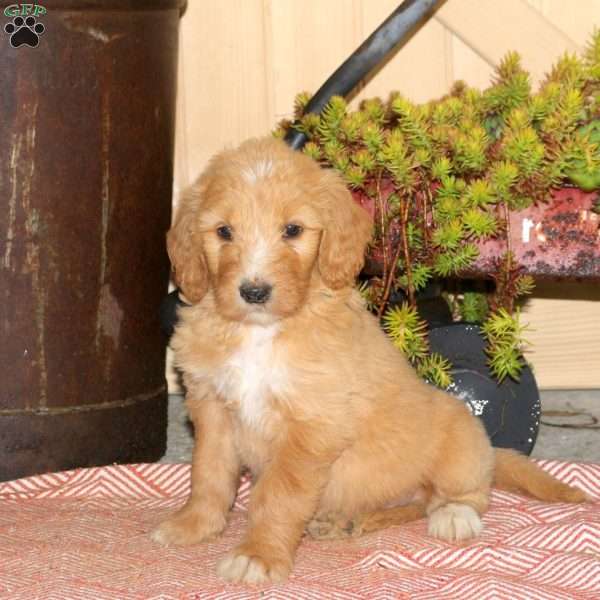Amy, Goldendoodle Puppy