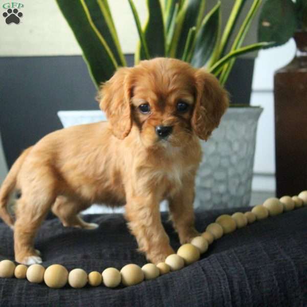 Amy, Cavalier King Charles Spaniel Puppy