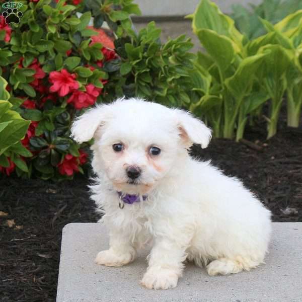 Amy, Bichon Frise Puppy
