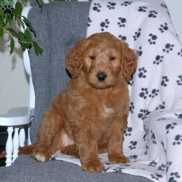 Amy, Goldendoodle Puppy
