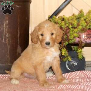 Amy, Goldendoodle Puppy