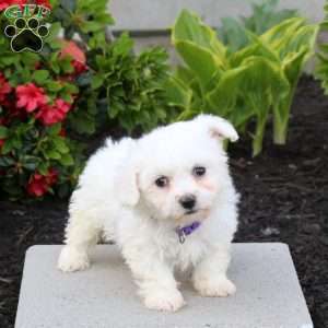 Amy, Bichon Frise Puppy
