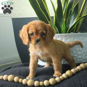 Amy, Cavalier King Charles Spaniel Puppy